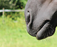 Mehrteilige Serie «Gebisskunde»